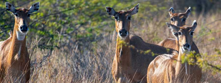 Golden Triangle with Ranthambore